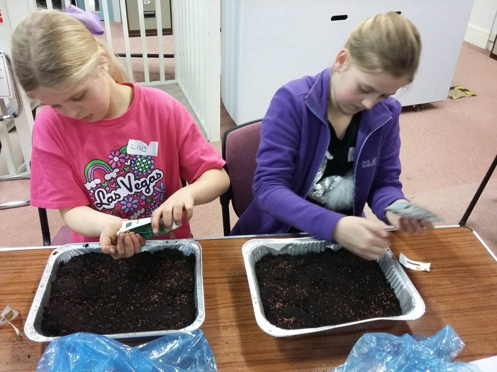 Two girls sprinkle seeds into foil trays of soil.