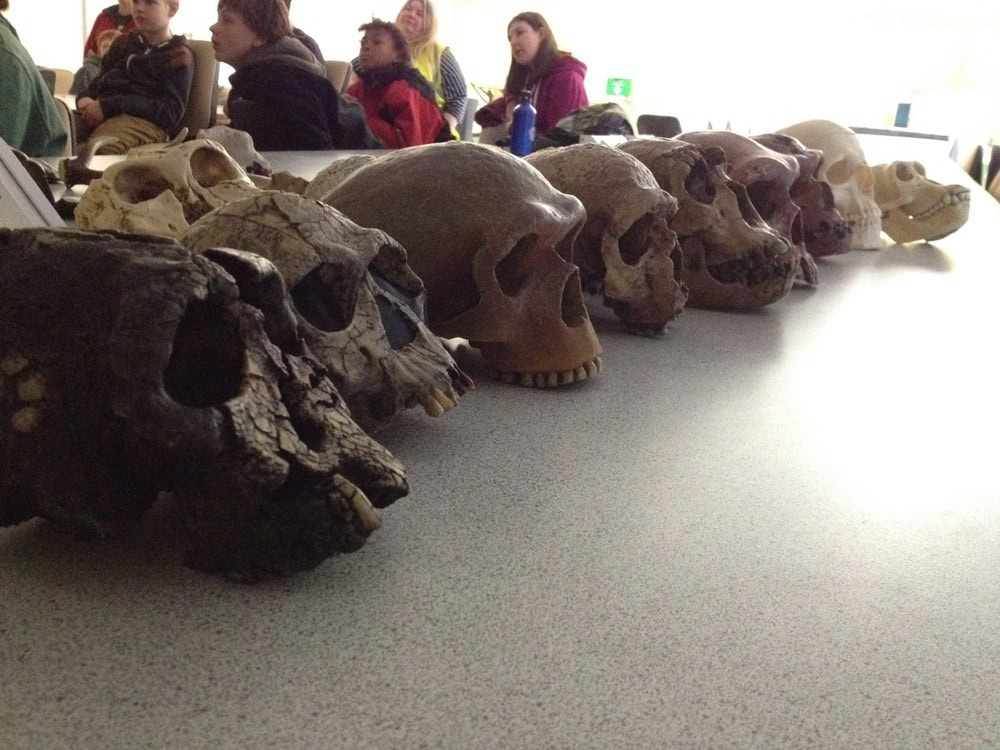 Ten skulls of human ancestors lined up on a table.