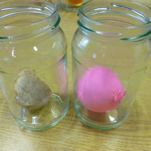 Jars holding the mock liver and stomach.